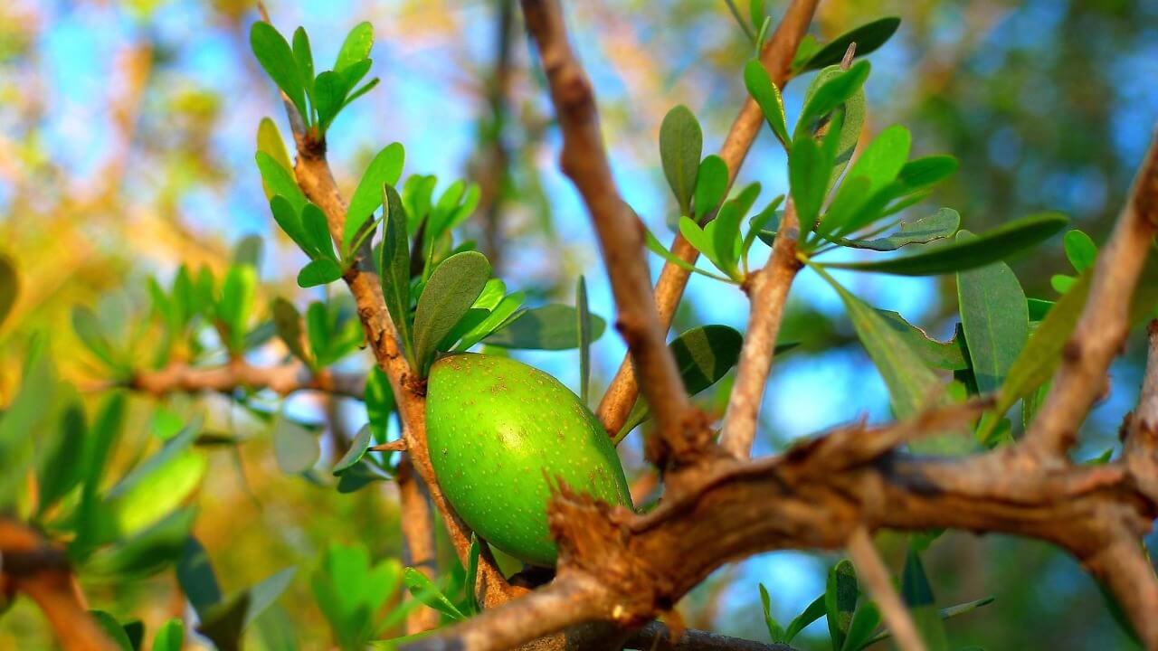 argan Oil ingredients